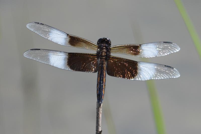 Photo of Widow Skimmer
