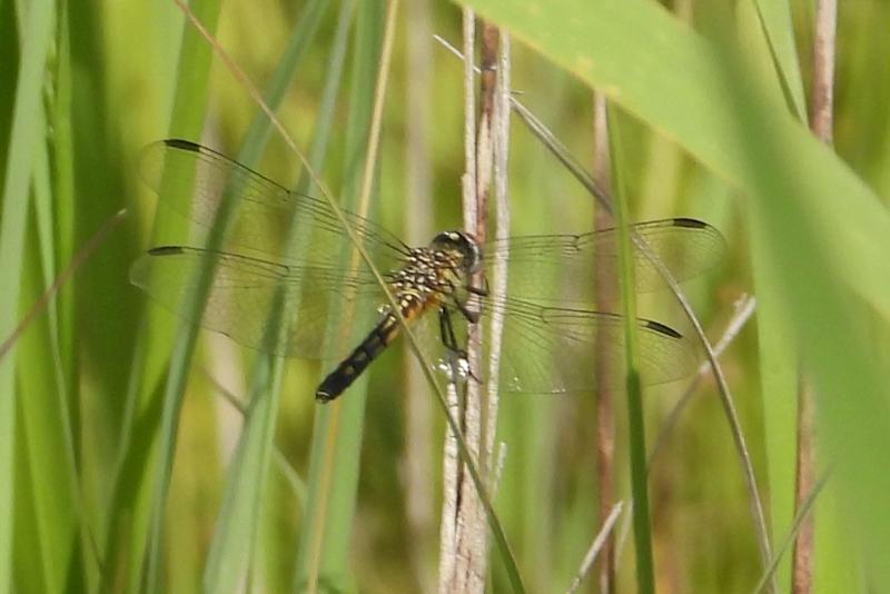 Photo of Blue Dasher