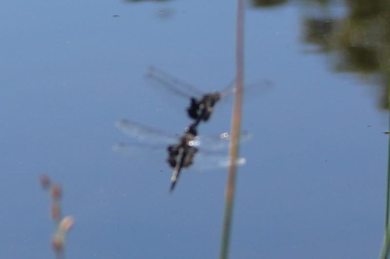 Photo of Black Saddlebags