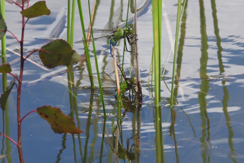 Photo of Common Green Darner