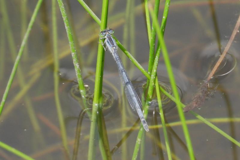 Photo of Eastern Forktail