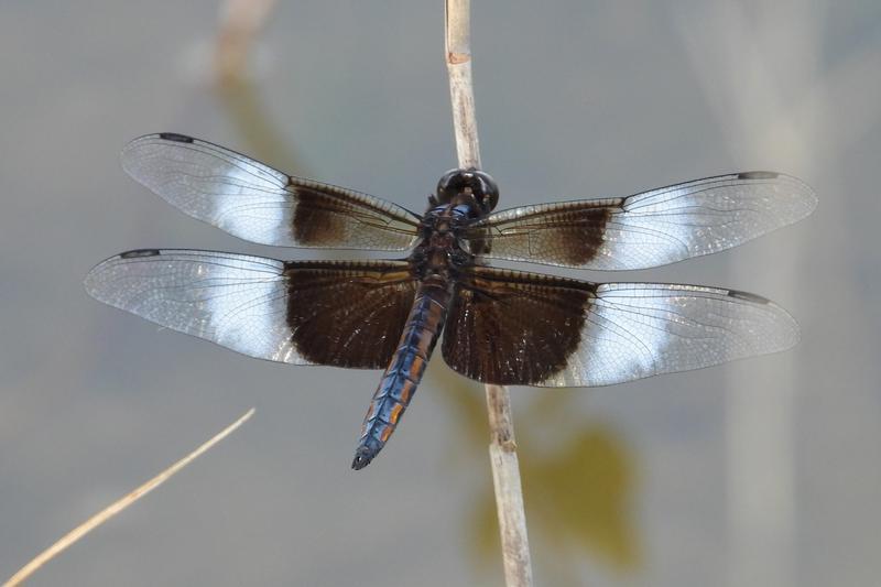 Photo of Widow Skimmer