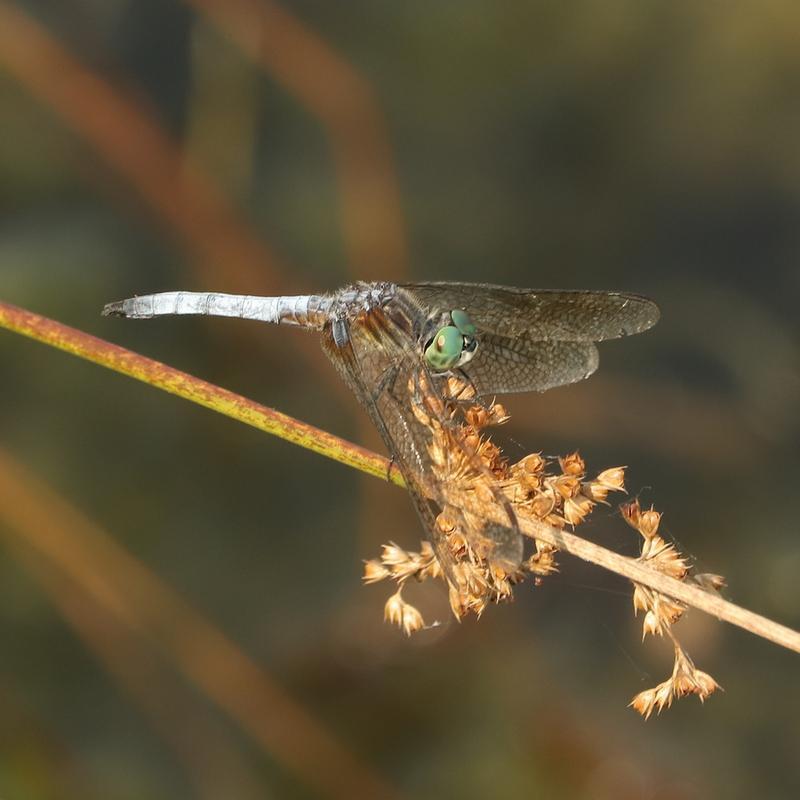 Photo of Blue Dasher