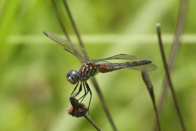 Photo of Blue Dasher