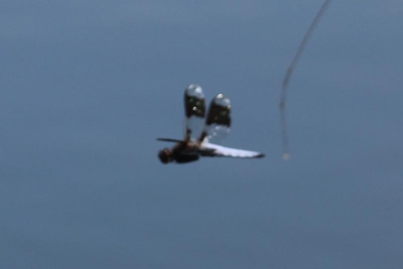 Photo of Common Whitetail