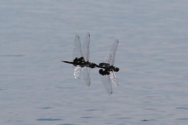 Photo of Black Saddlebags