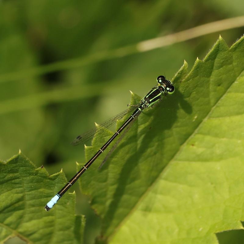 Photo of Eastern Forktail