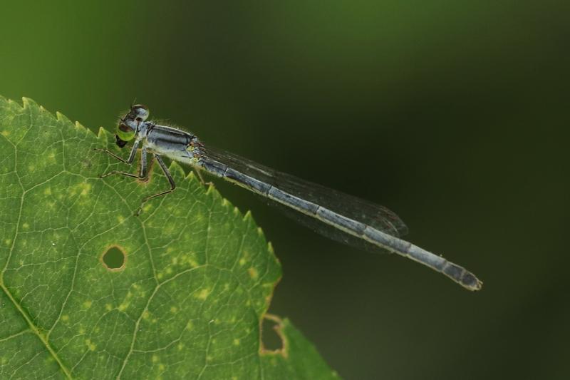 Photo of Eastern Forktail