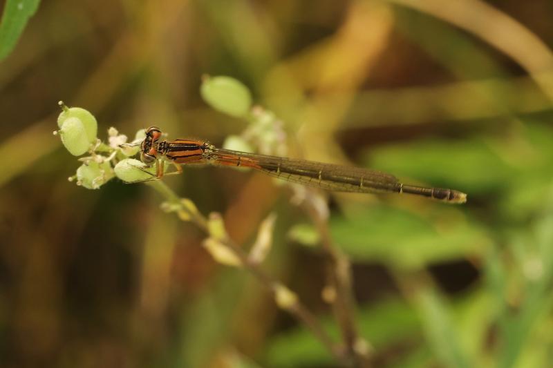 Photo of Eastern Forktail