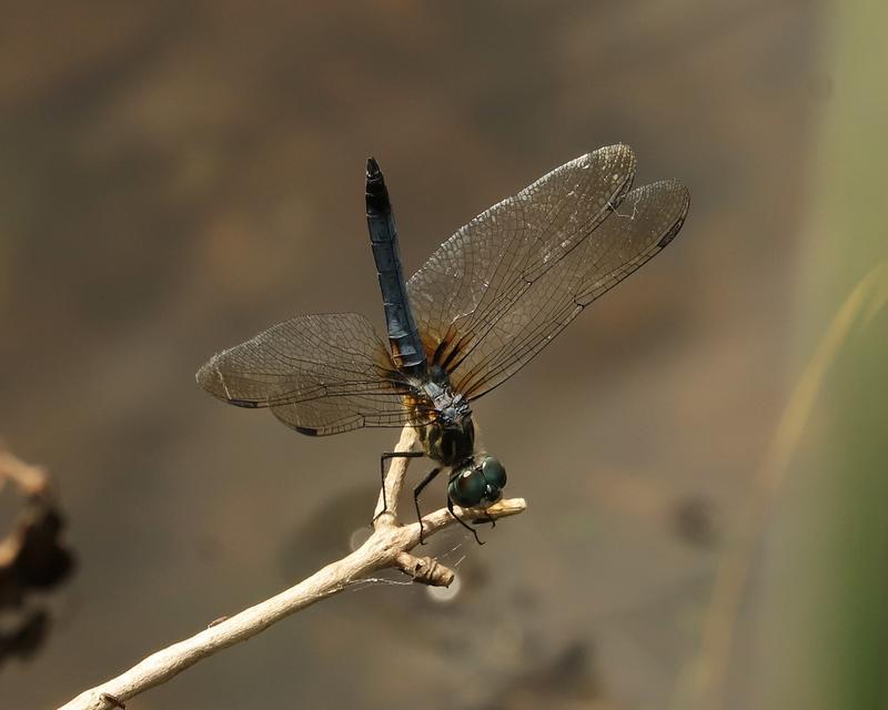 Photo of Blue Dasher