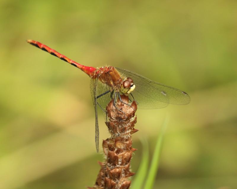 Photo of White-faced Meadowhawk
