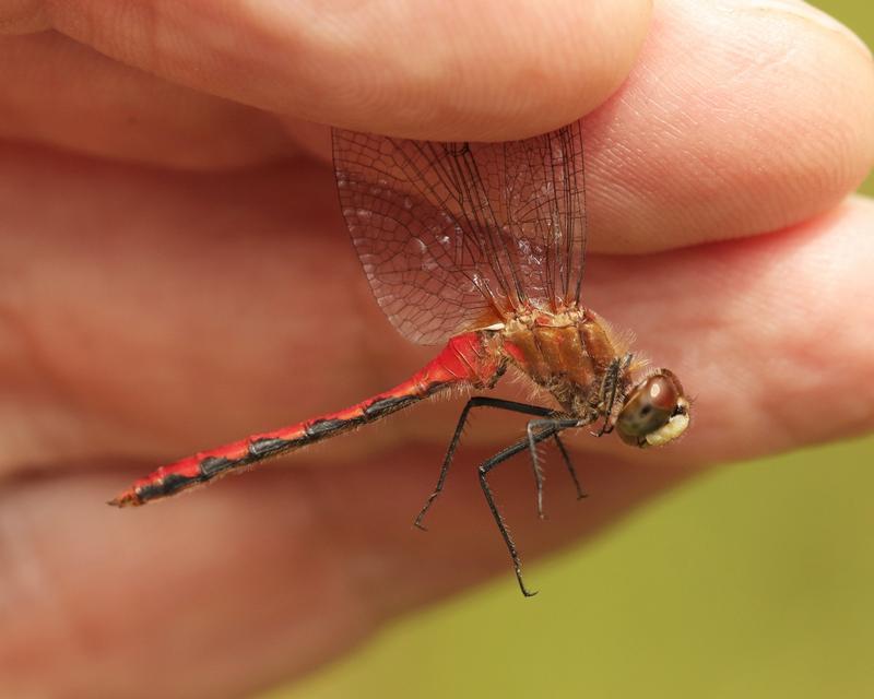 Photo of White-faced Meadowhawk