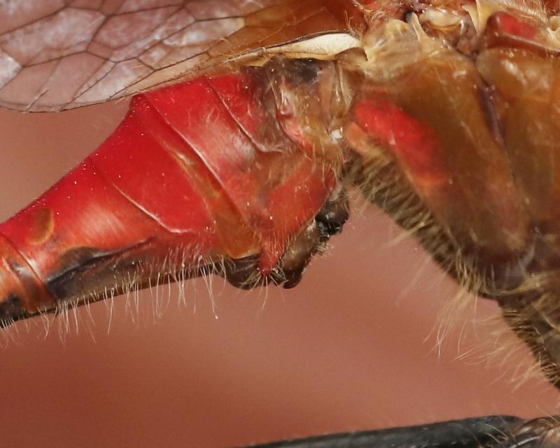 Photo of White-faced Meadowhawk