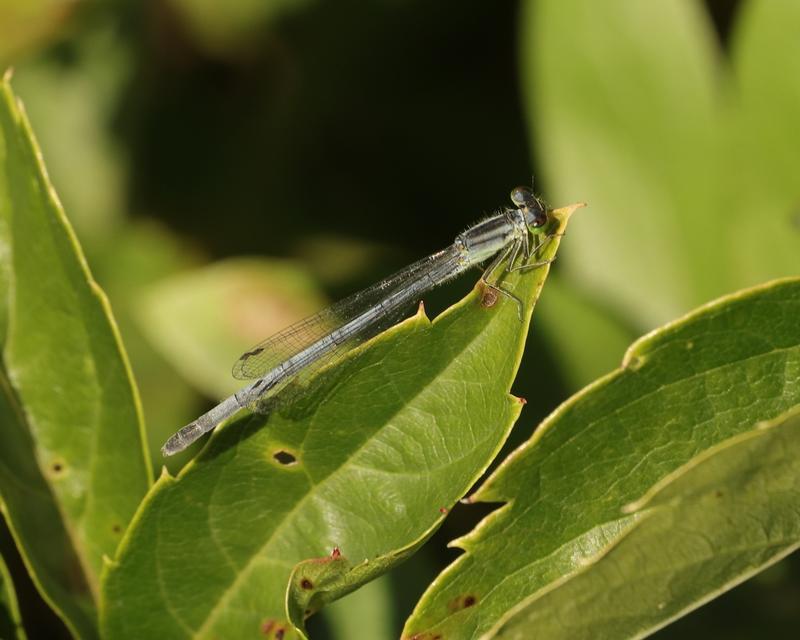 Photo of Eastern Forktail