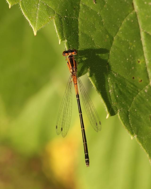 Photo of Eastern Forktail