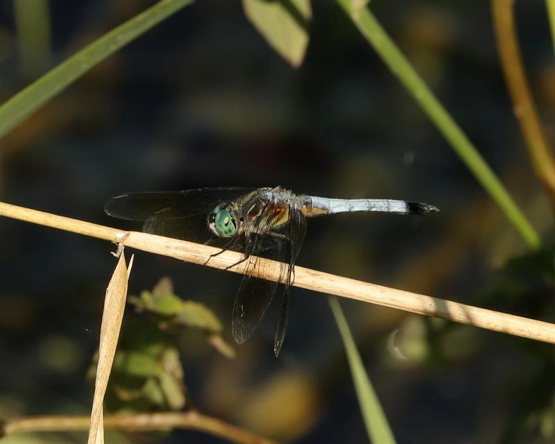 Photo of Blue Dasher