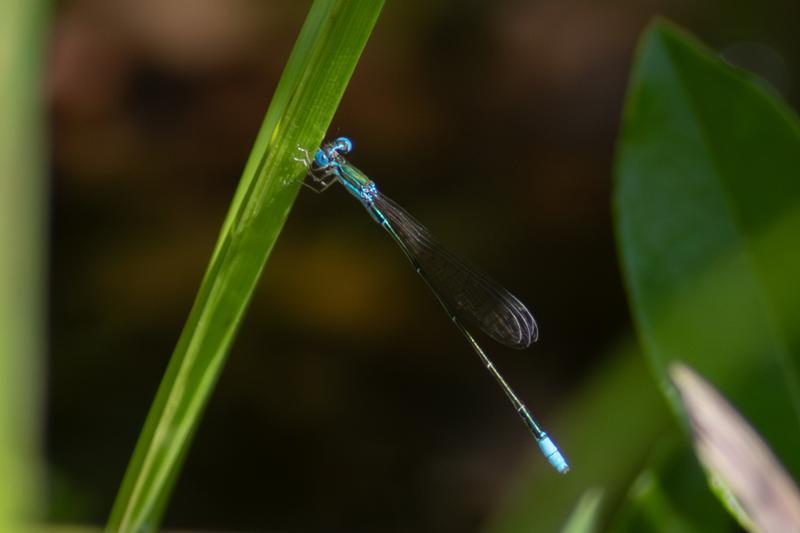 Photo of Sphagnum Sprite