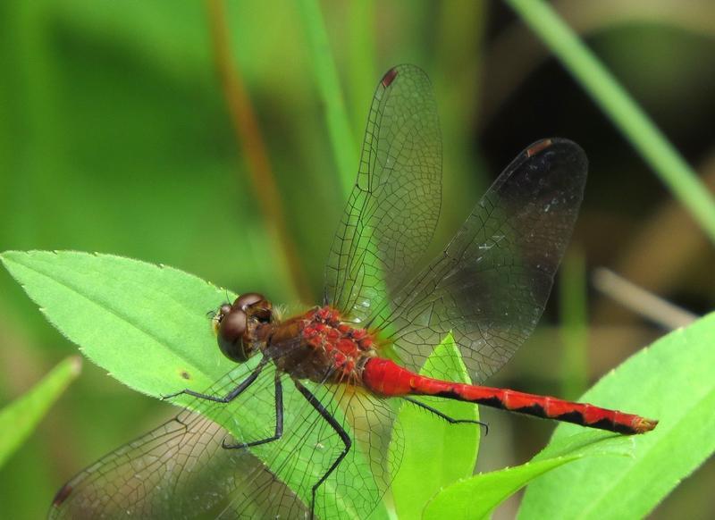 Photo of White-faced Meadowhawk