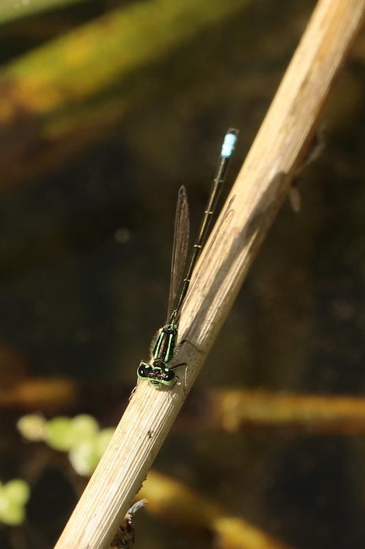 Photo of Eastern Forktail