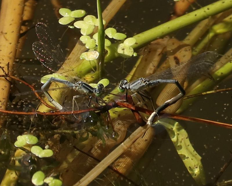 Photo of Eastern Forktail