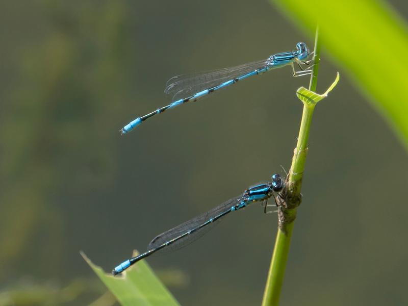 Photo of Skimming Bluet