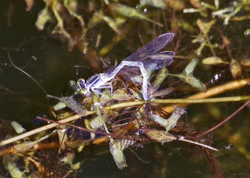 Photo of Eastern Forktail