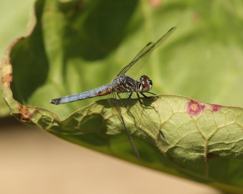 Photo of Blue Dasher