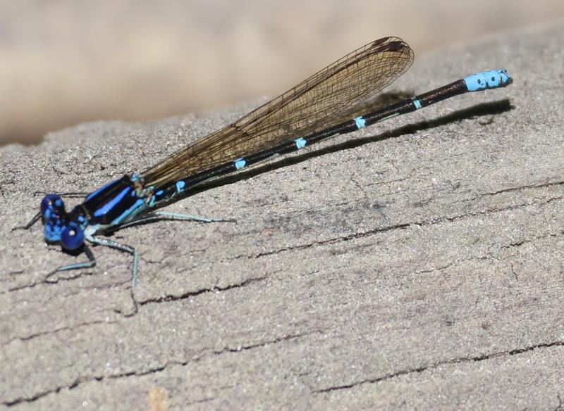 Photo of Blue-ringed Dancer