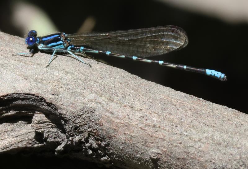 Photo of Blue-ringed Dancer