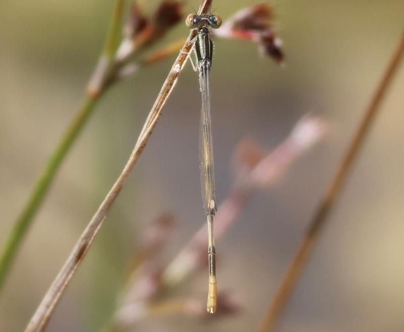 Photo of Citrine Forktail