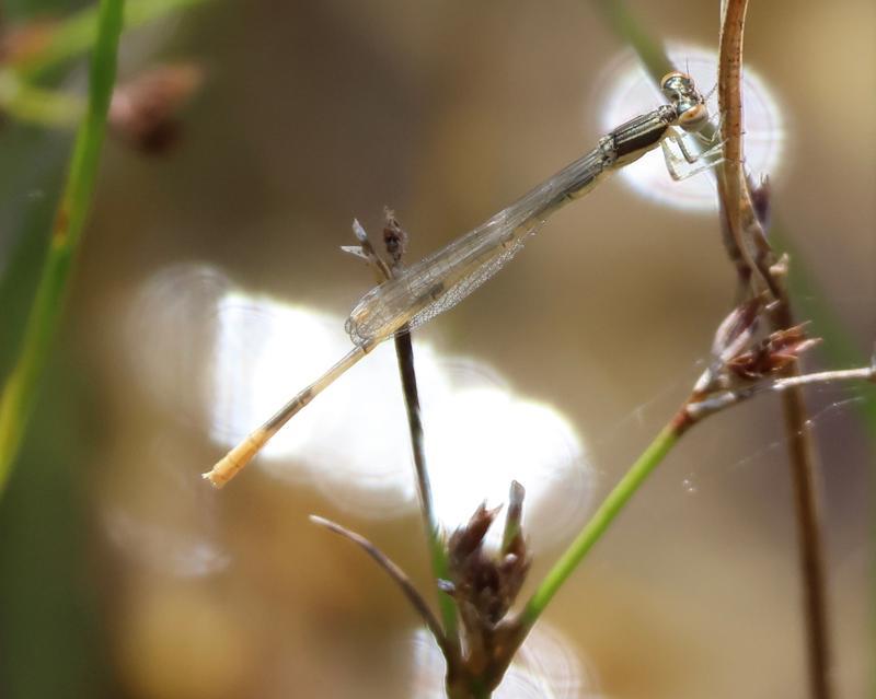 Photo of Citrine Forktail