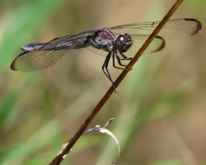 Photo of Slaty Skimmer