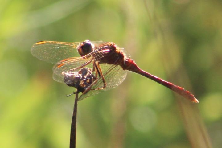 Photo of Saffron-winged Meadowhawk