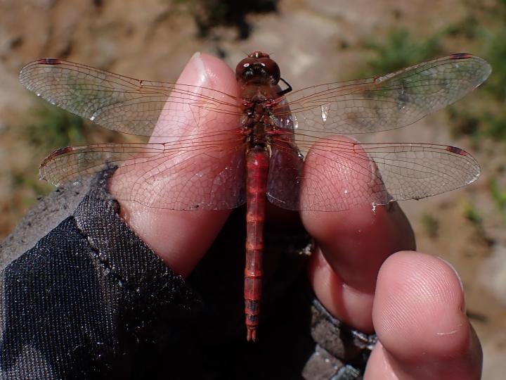 Photo of Saffron-winged Meadowhawk