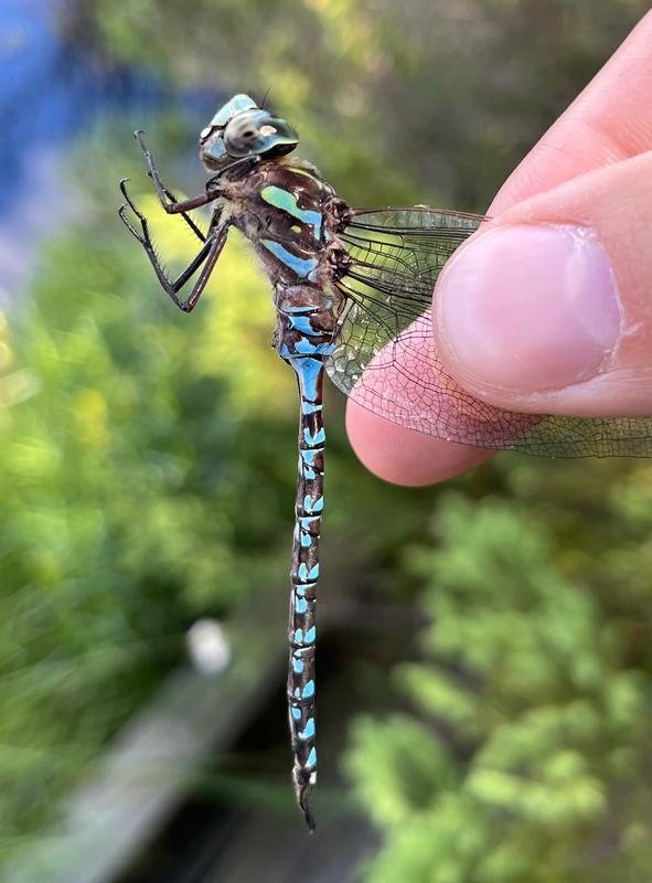 Photo of Canada Darner