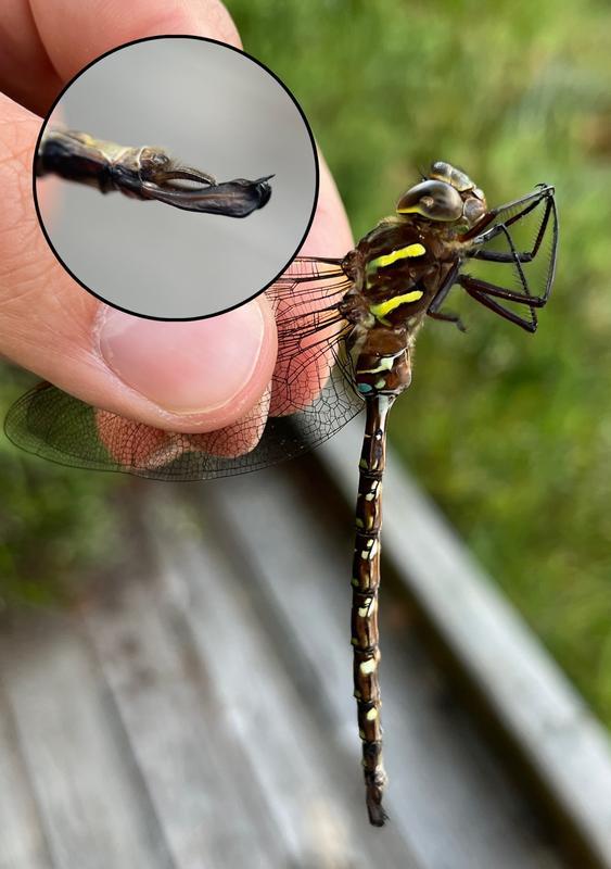 Photo of Shadow Darner