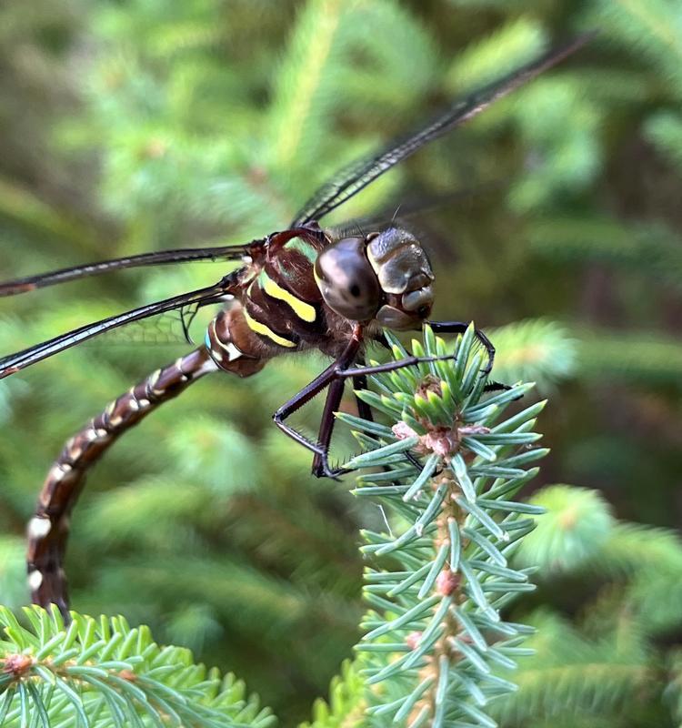 Photo of Shadow Darner