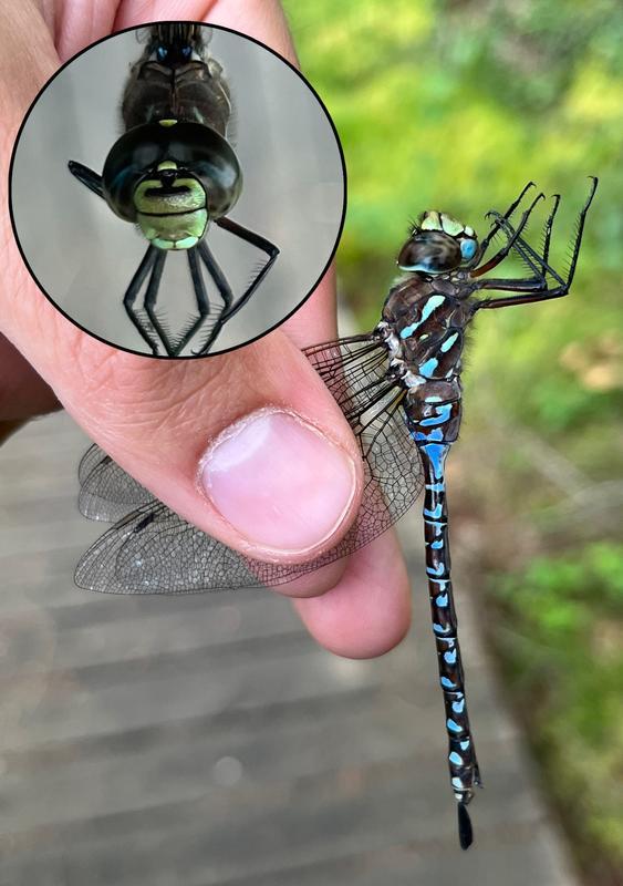 Photo of Variable Darner