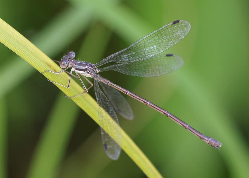 Photo of Slender Spreadwing