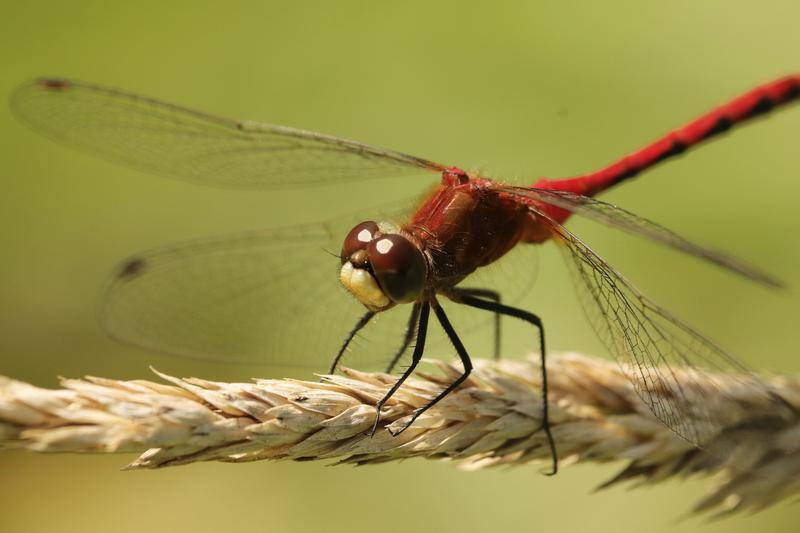 Photo of White-faced Meadowhawk