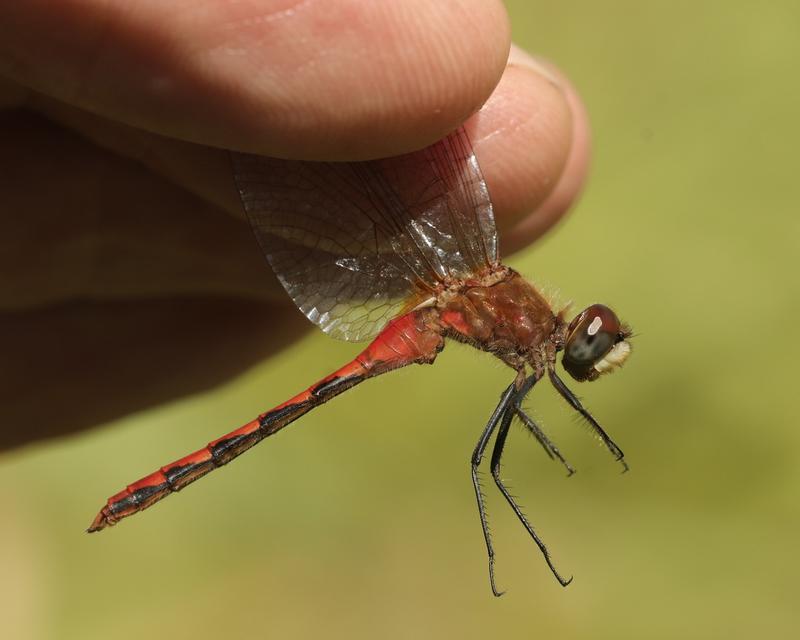 Photo of White-faced Meadowhawk
