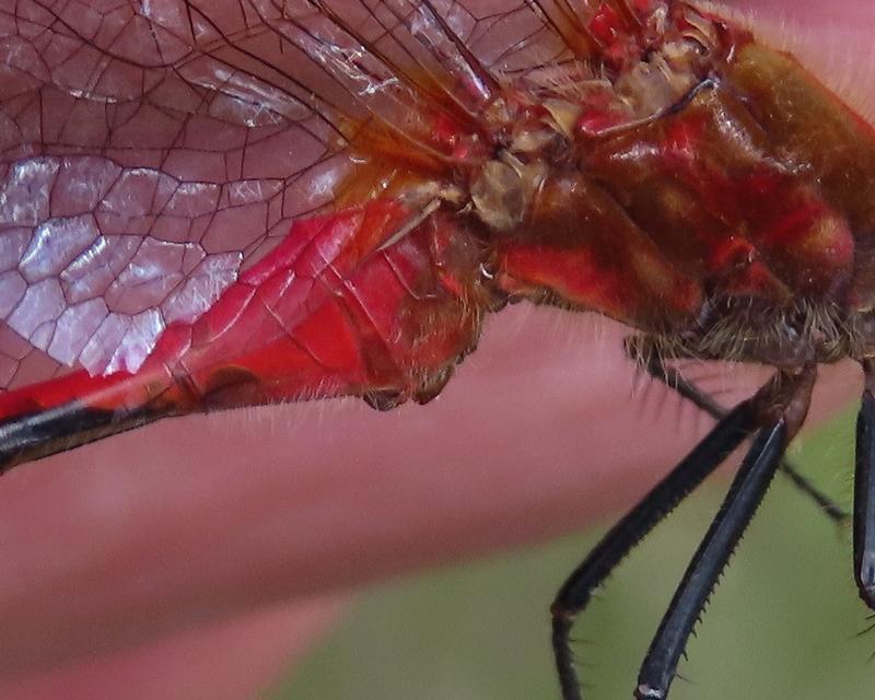 Photo of White-faced Meadowhawk
