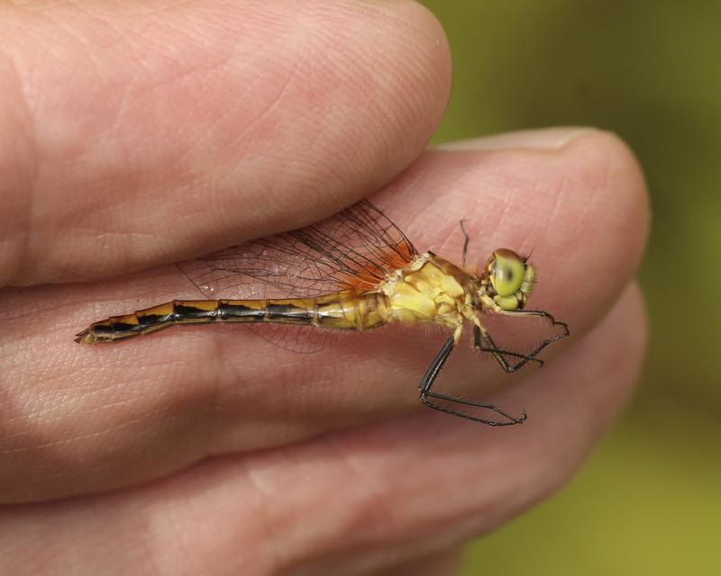 Photo of White-faced Meadowhawk