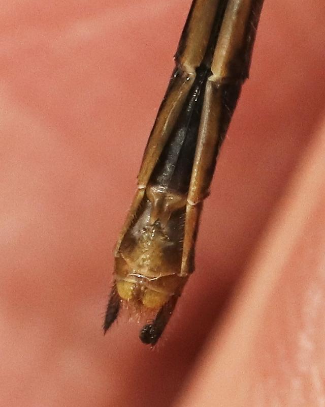 Photo of White-faced Meadowhawk