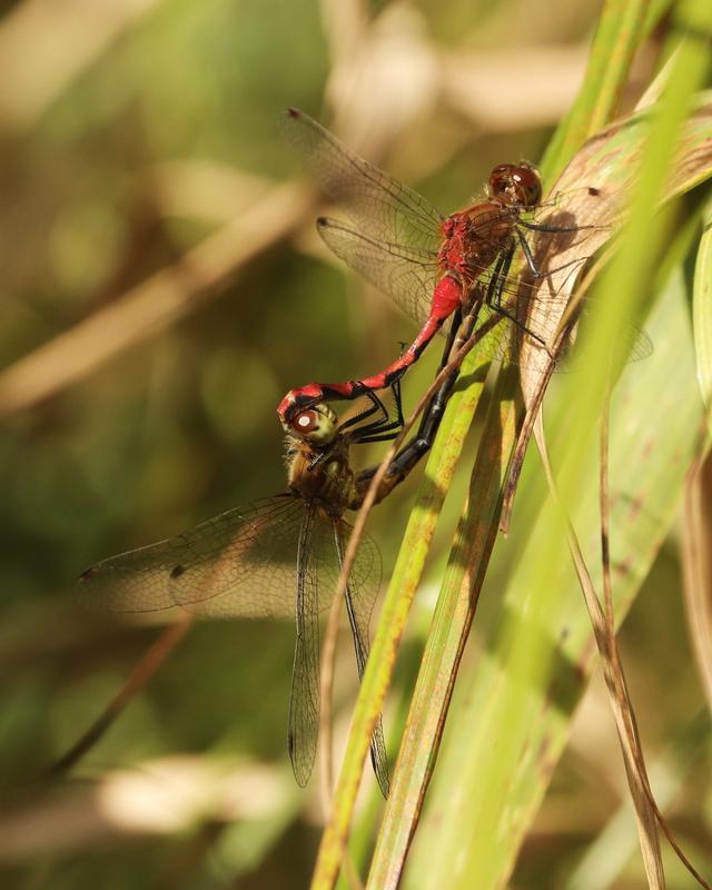 Photo of White-faced Meadowhawk