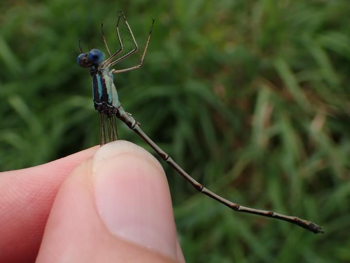 Photo of Slender Spreadwing