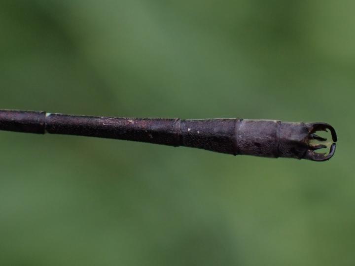 Photo of Slender Spreadwing