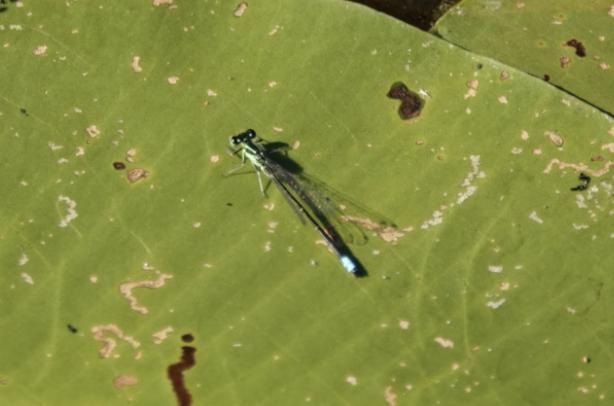 Photo of Eastern Forktail