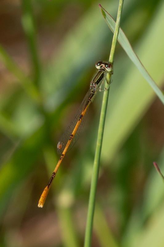 Photo of Citrine Forktail
