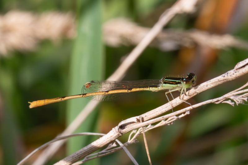 Photo of Citrine Forktail